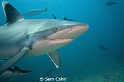 Silvertip reef shark taken in Beqa Channel, Fiji.  During... by Sam Cahir 
